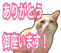 Cats rich in facial expressions. 2 sticker #15940633