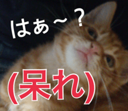 Cats rich in facial expressions. 2 sticker #15940634