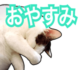 Cats rich in facial expressions. 2 sticker #15940635