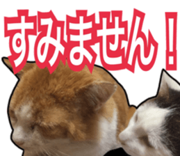 Cats rich in facial expressions. 2 sticker #15940636