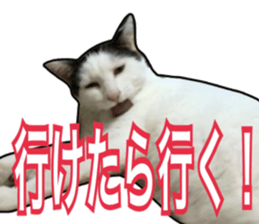 Cats rich in facial expressions. 2 sticker #15940638