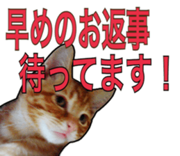 Cats rich in facial expressions. 2 sticker #15940639