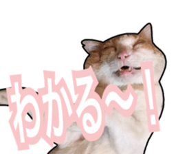 Cats rich in facial expressions. 2 sticker #15940640