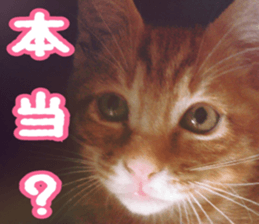 Cats rich in facial expressions. 2 sticker #15940641