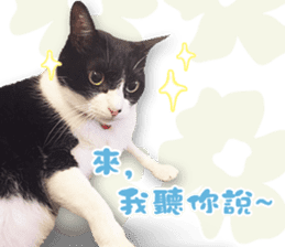 Angel's beauty cat-Bear&Wan sticker #15946378