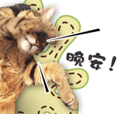 Angel's beauty cat-Bear&Wan sticker #15946379