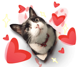 Angel's beauty cat-Bear&Wan sticker #15946381