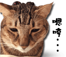 Angel's beauty cat-Bear&Wan sticker #15946382