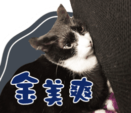 Angel's beauty cat-Bear&Wan sticker #15946383