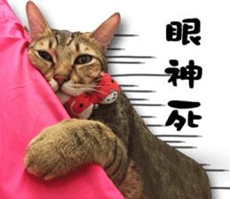 Angel's beauty cat-Bear&Wan sticker #15946384