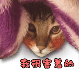 Angel's beauty cat-Bear&Wan sticker #15946385