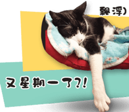 Angel's beauty cat-Bear&Wan sticker #15946386