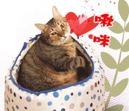 Angel's beauty cat-Bear&Wan sticker #15946387