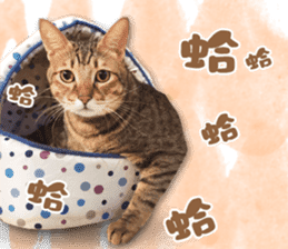 Angel's beauty cat-Bear&Wan sticker #15946388