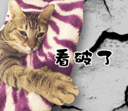 Angel's beauty cat-Bear&Wan sticker #15946390