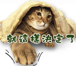 Angel's beauty cat-Bear&Wan sticker #15946391