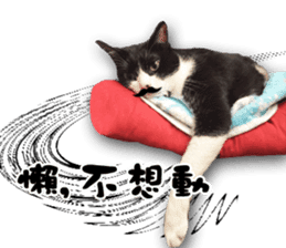 Angel's beauty cat-Bear&Wan sticker #15946392