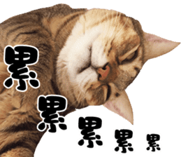 Angel's beauty cat-Bear&Wan sticker #15946393