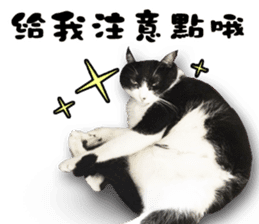 Angel's beauty cat-Bear&Wan sticker #15946394