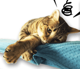 Angel's beauty cat-Bear&Wan sticker #15946395