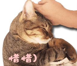 Angel's beauty cat-Bear&Wan sticker #15946396