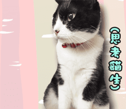 Angel's beauty cat-Bear&Wan sticker #15946397