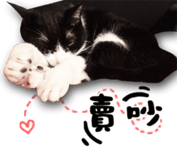 Angel's beauty cat-Bear&Wan sticker #15946400