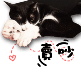 Angel's beauty cat-Bear&Wan sticker #15946400