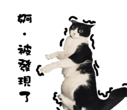 Angel's beauty cat-Bear&Wan sticker #15946401