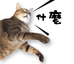 Angel's beauty cat-Bear&Wan sticker #15946402