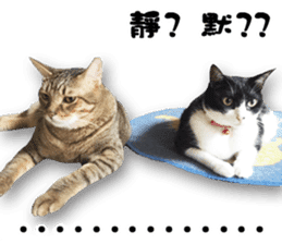 Angel's beauty cat-Bear&Wan sticker #15946404