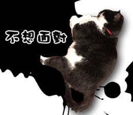 Angel's beauty cat-Bear&Wan sticker #15946405