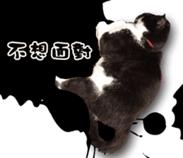 Angel's beauty cat-Bear&Wan sticker #15946405