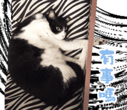 Angel's beauty cat-Bear&Wan sticker #15946407