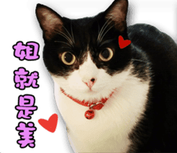 Angel's beauty cat-Bear&Wan sticker #15946408