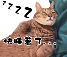 Angel's beauty cat-Bear&Wan sticker #15946409