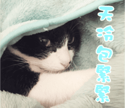 Angel's beauty cat-Bear&Wan sticker #15946410