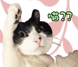 Angel's beauty cat-Bear&Wan sticker #15946412