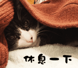 Angel's beauty cat-Bear&Wan sticker #15946413