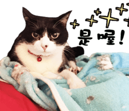 Angel's beauty cat-Bear&Wan sticker #15946415