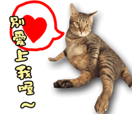 Angel's beauty cat-Bear&Wan sticker #15946416