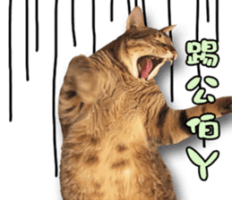 Angel's beauty cat-Bear&Wan sticker #15946417