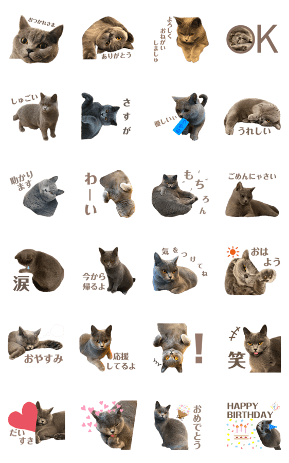 ブリティッシュショートヘアおもち Lineスタンプマニア クリエイターズスタンプ ブリティッシュショートヘアおもち Lineスタンプマニア クリエイターズスタンプ