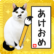 สติ๊กเกอร์ไลน์ New Year's sticker with cat photo