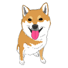 Cute dog Shiba Inu