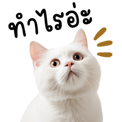 แมวขาวเพื่อนรัก