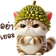 แมวจิ๋ว ทุเรียน