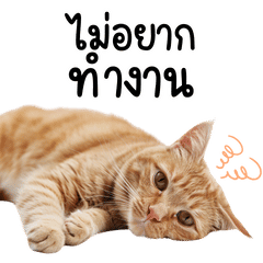 แมวส้มเพื่อนรัก V.6 - ขี้เกียจทำงาน