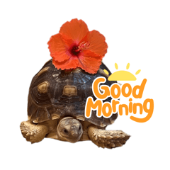 สติ๊กเกอร์ไลน์ Mina Sulcata Tortoise V.2