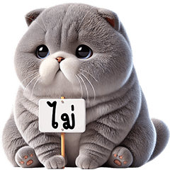 แมวเทา ตัวตึง บิ๊ก
